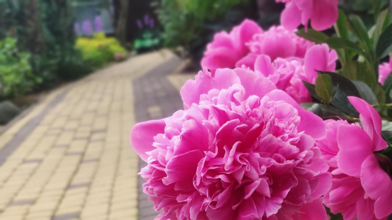 Władysławowo Ow Sargus Bed & Breakfast エクステリア 写真