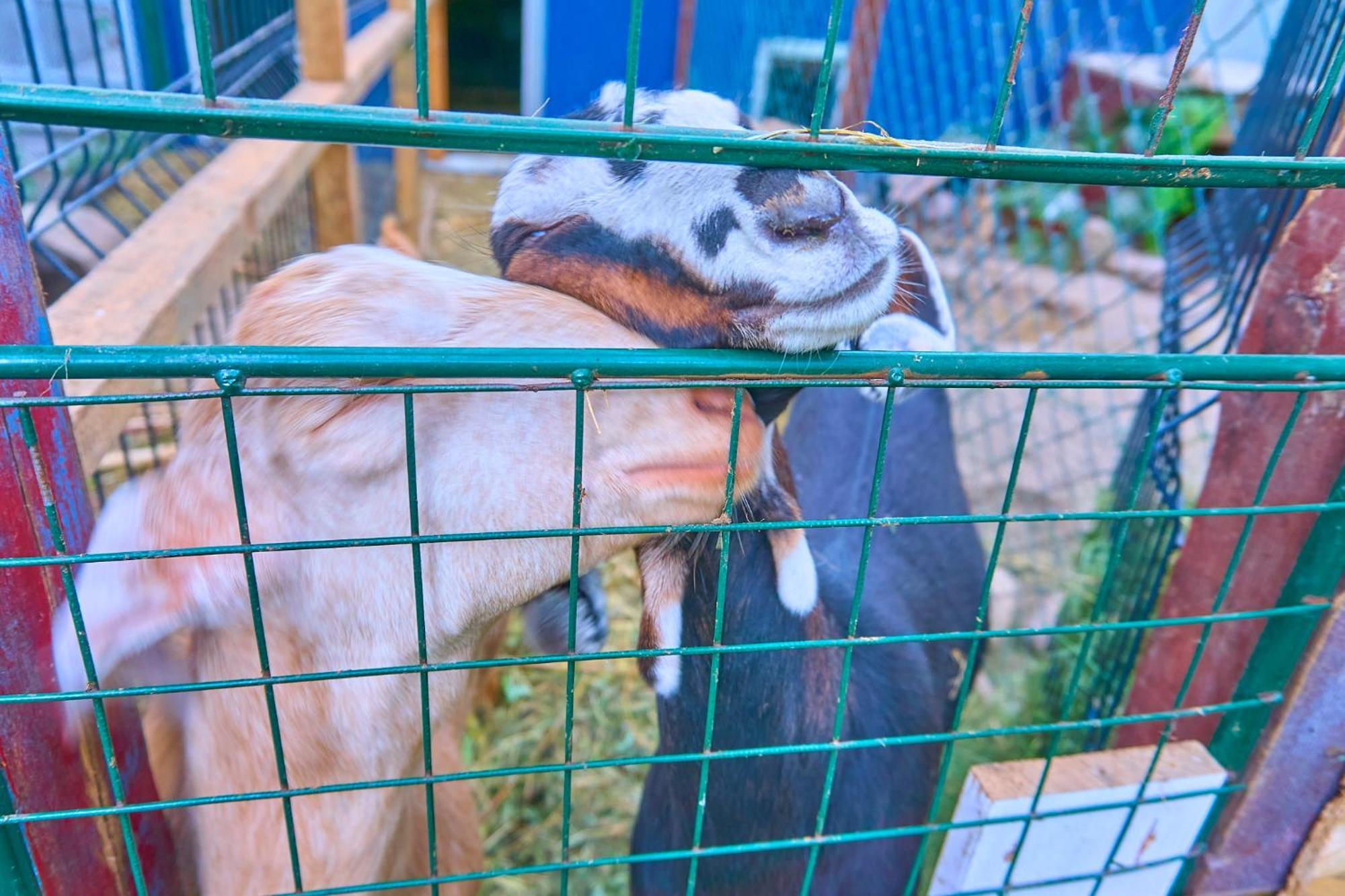 Władysławowo Ow Sargus Bed & Breakfast エクステリア 写真